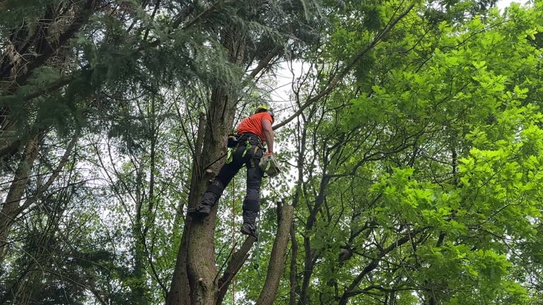 Seasonal Cleanup (Spring/Fall) in Liberty, TX